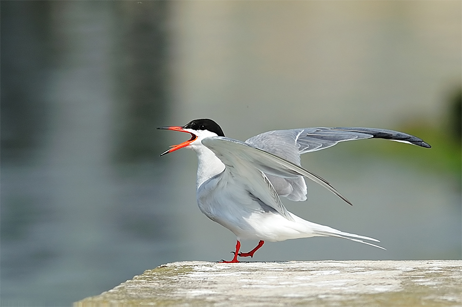 Common Tern
