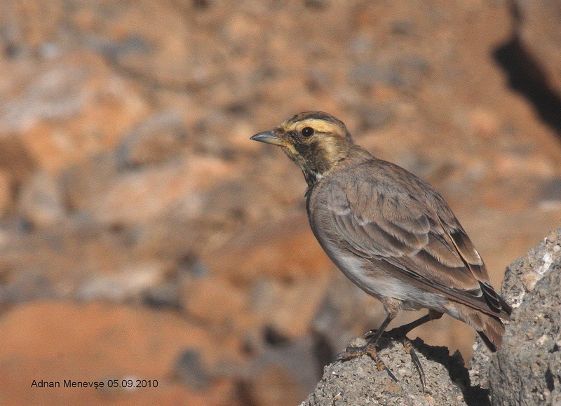 Horned Lark