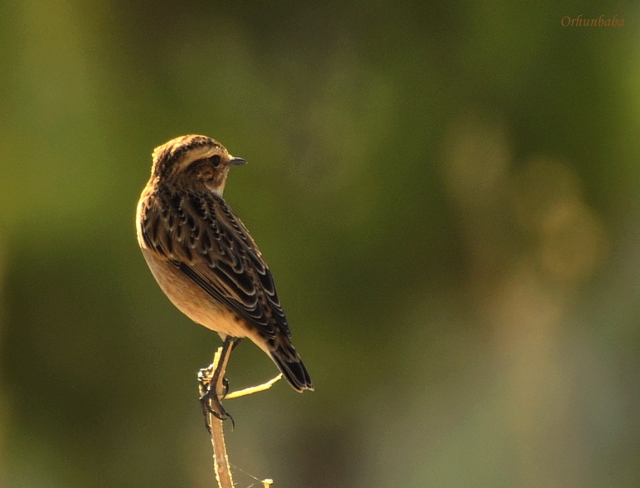 Whinchat