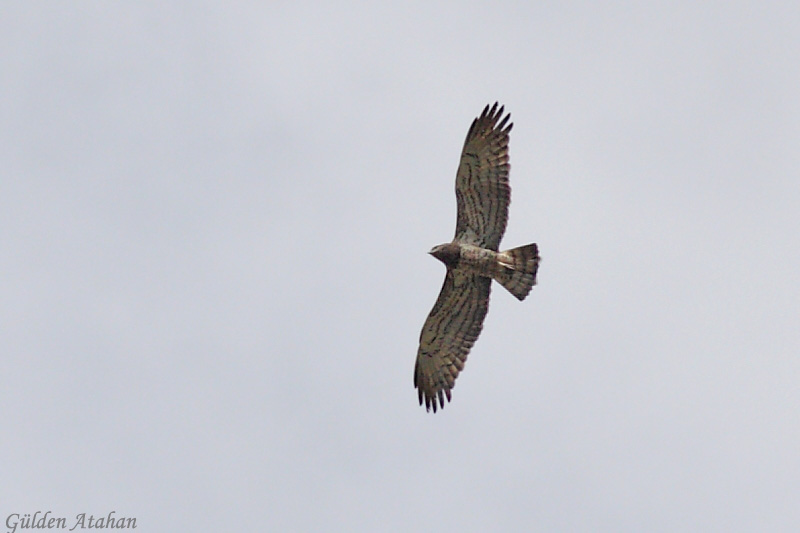 Short-toed Snake Eagle