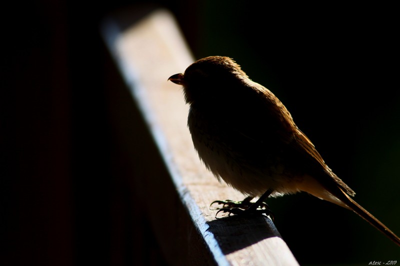 Red-backed Shrike