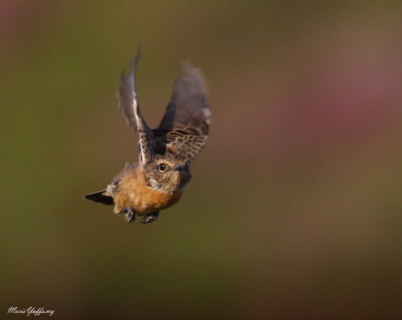 European Stonechat