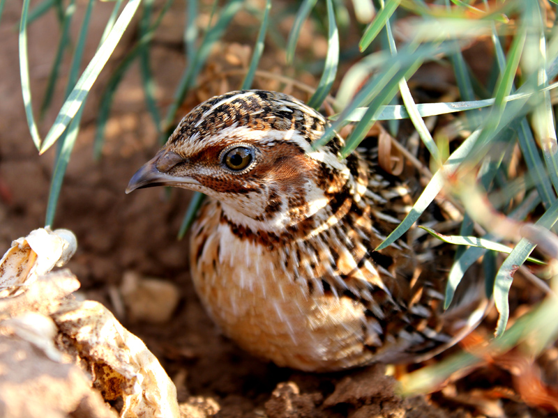 Common Quail