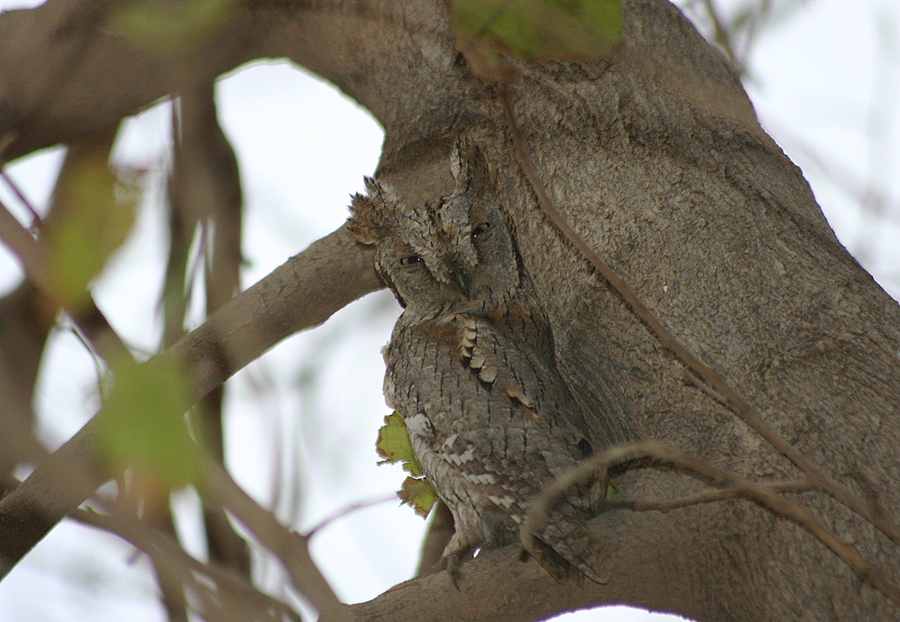 Eurasian Scops Owl