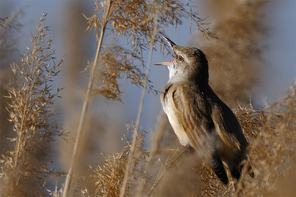 Great Reed Warbler