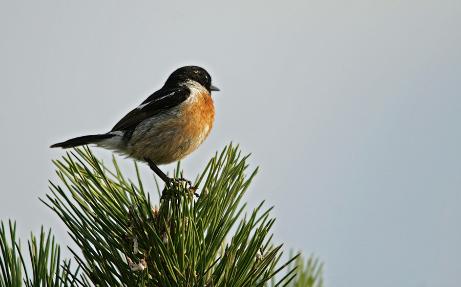 European Stonechat