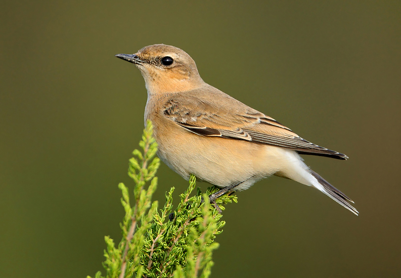 Northern Wheatear
