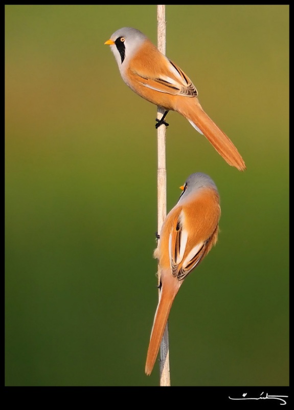 Bearded Reedling