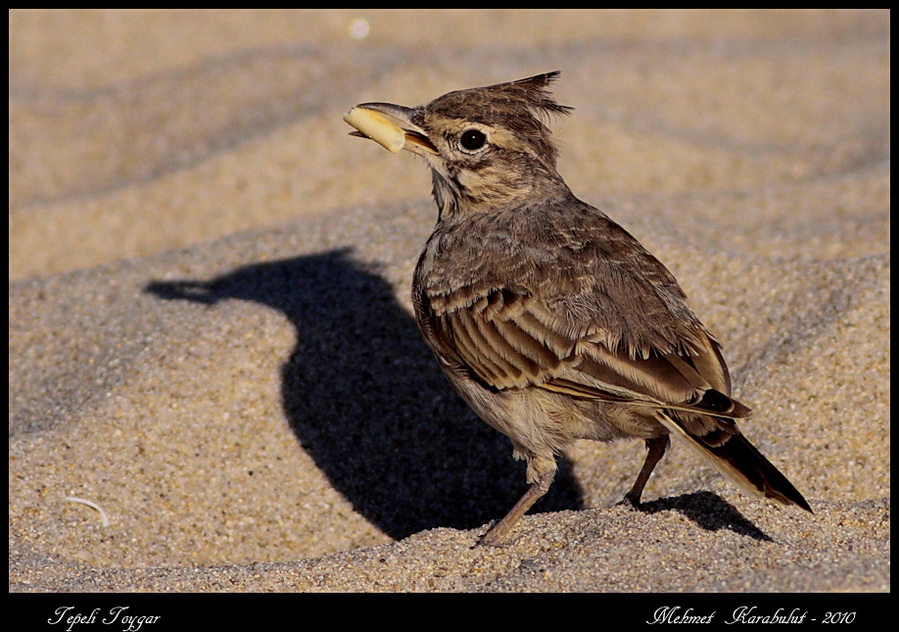 Crested Lark