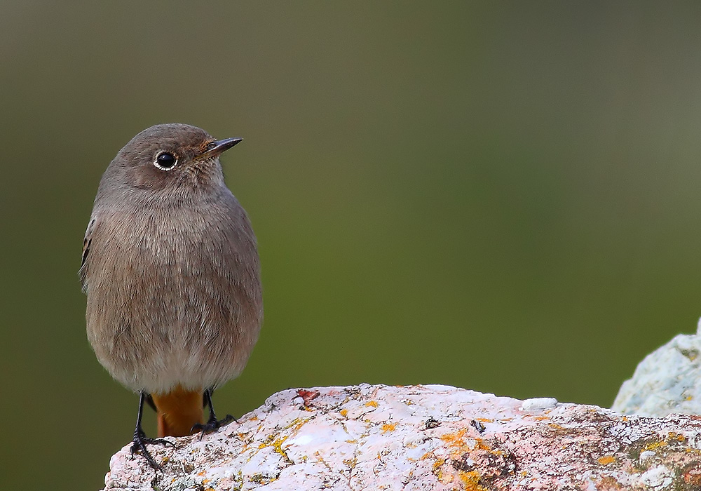 Black Redstart