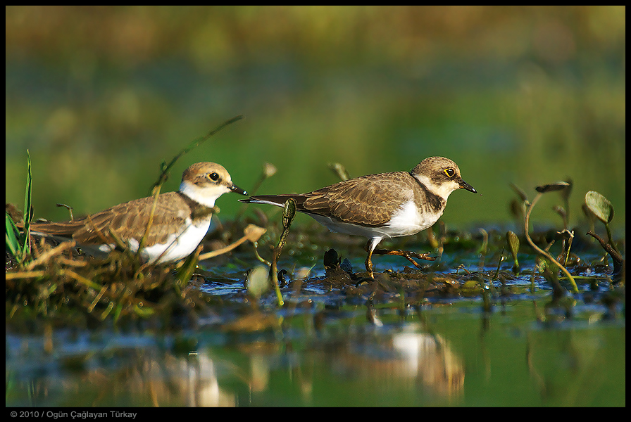 Little Ringed Plover