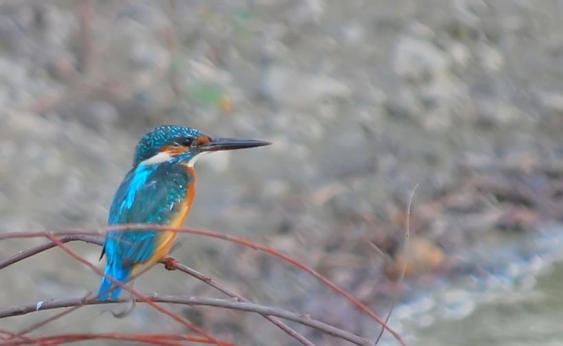 Common Kingfisher