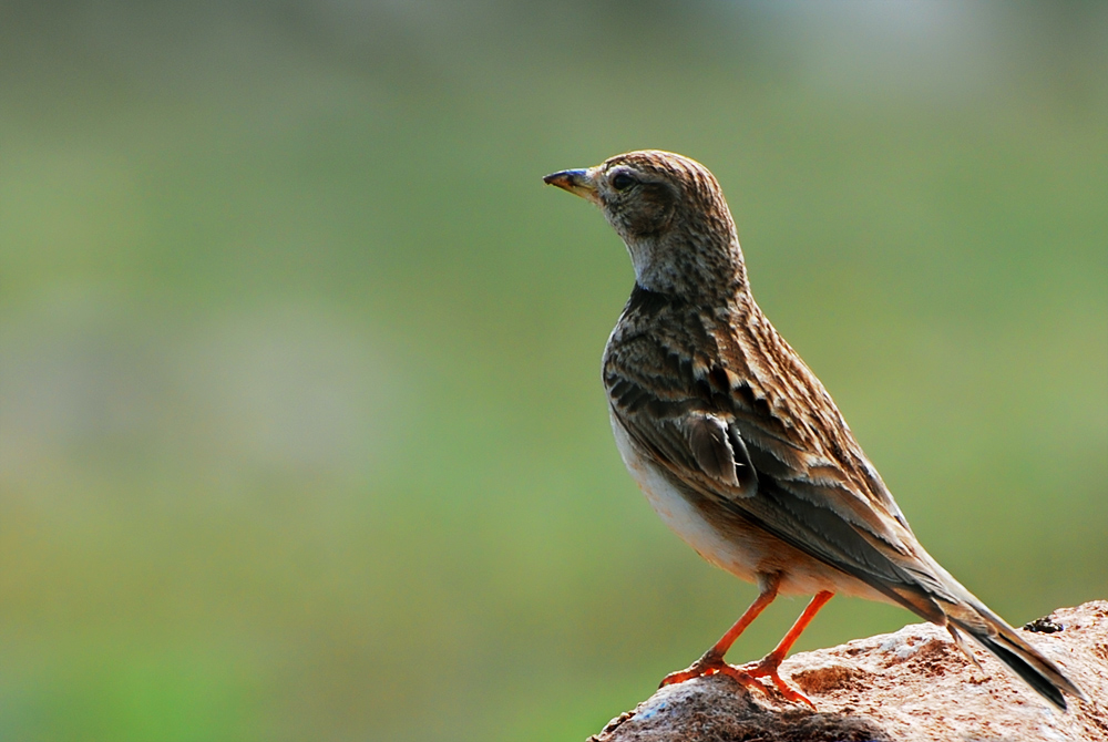 Calandra Lark