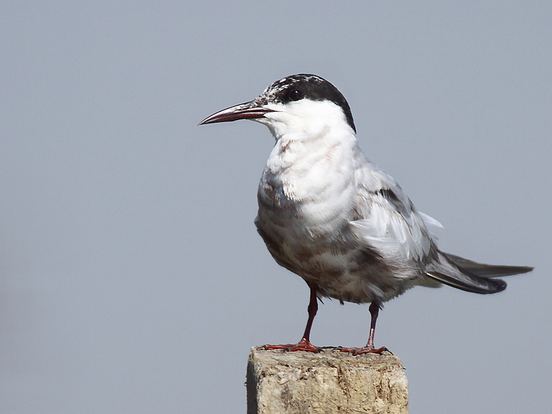 Whiskered Tern