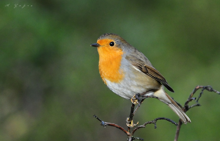 European Robin