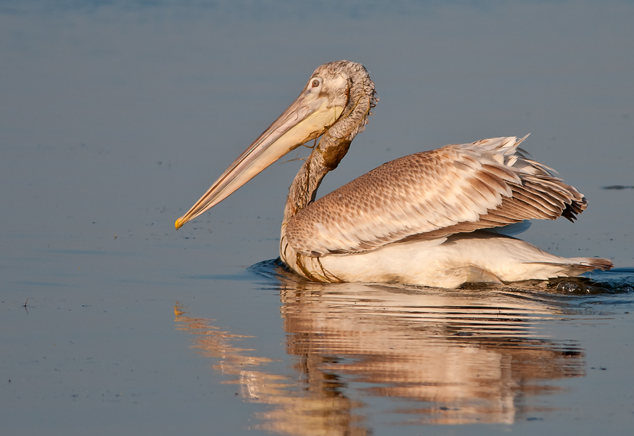 Dalmatian Pelican
