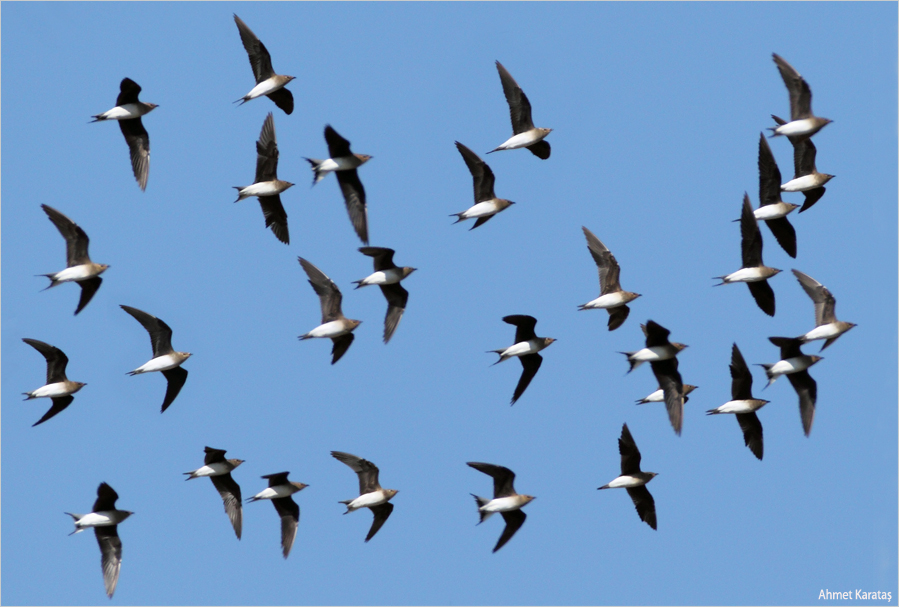 Black-winged Pratincole