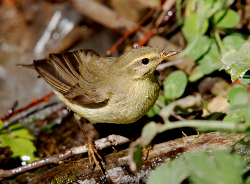 Willow Warbler