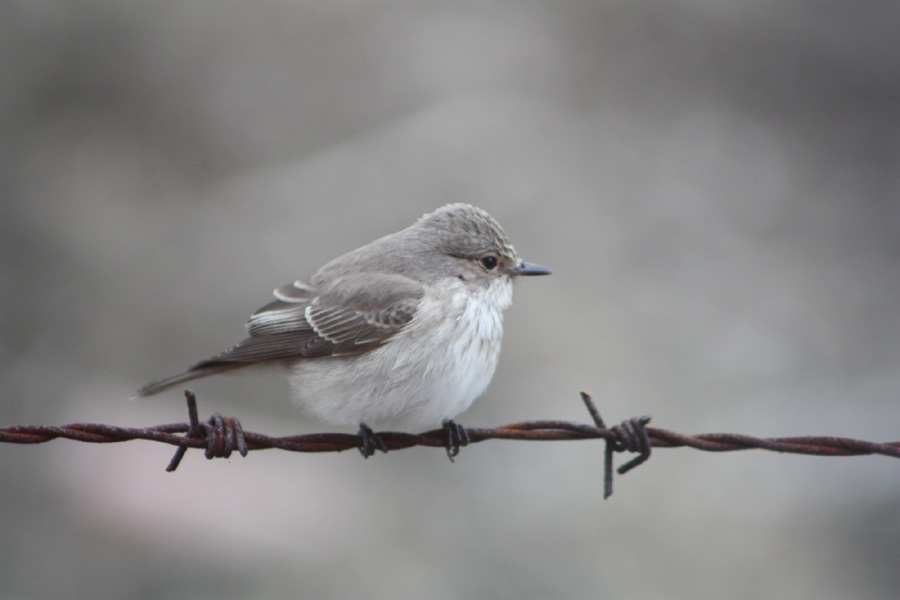 Spotted Flycatcher