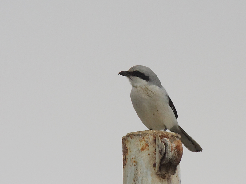 Great Grey Shrike
