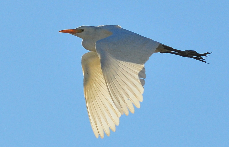 Western Cattle Egret