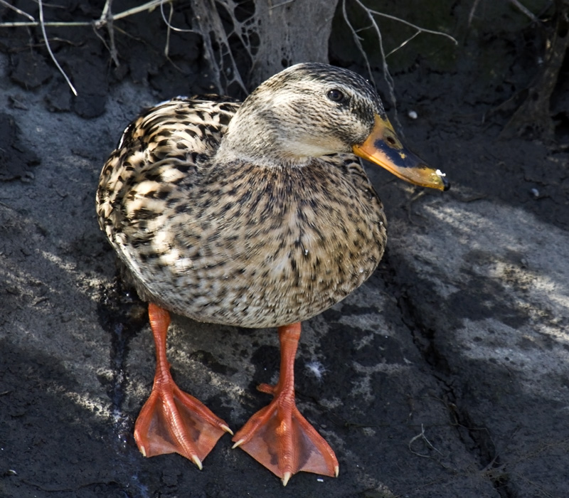 Mallard