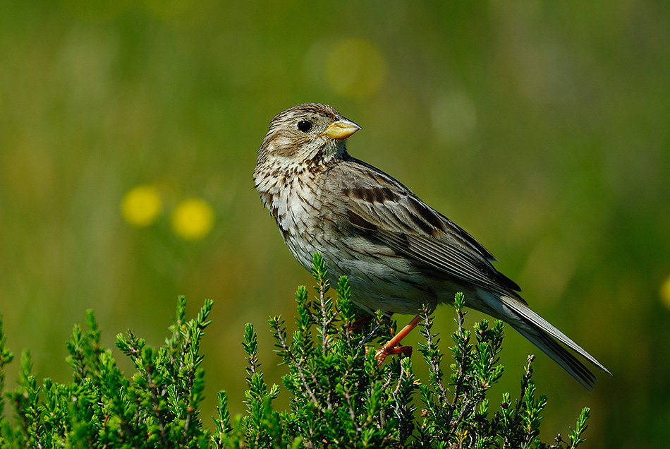 Corn Bunting