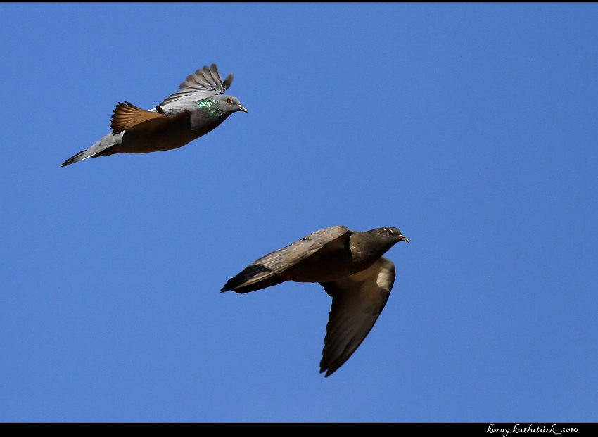 Rock Dove