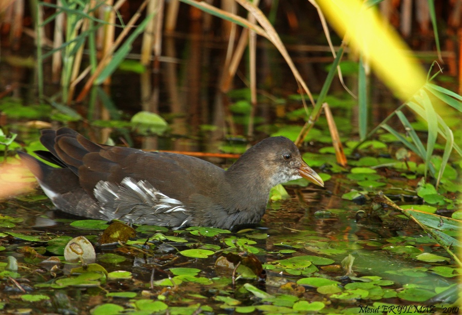 Common Moorhen