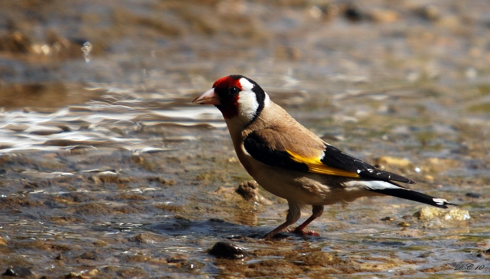European Goldfinch