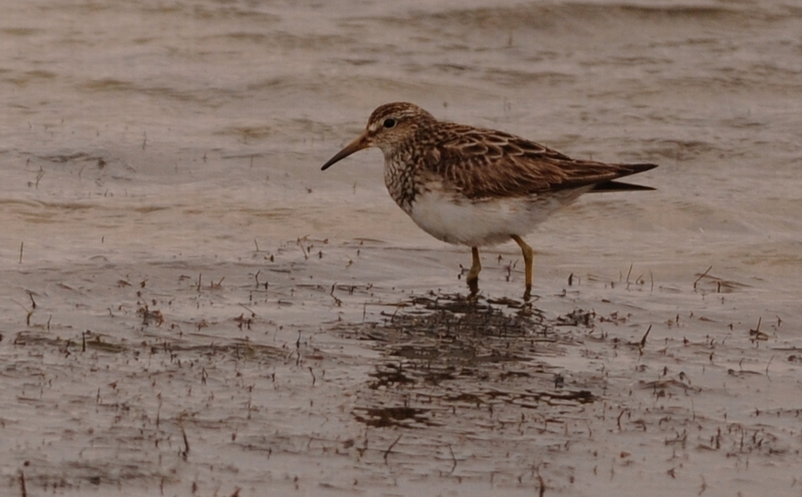 Pectoral Sandpiper