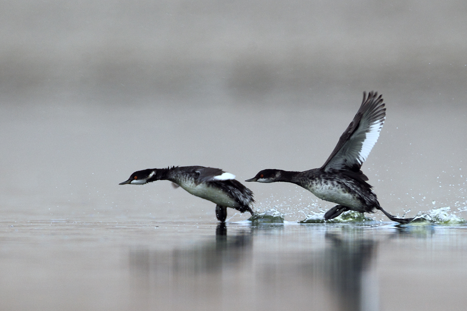 Black-necked Grebe