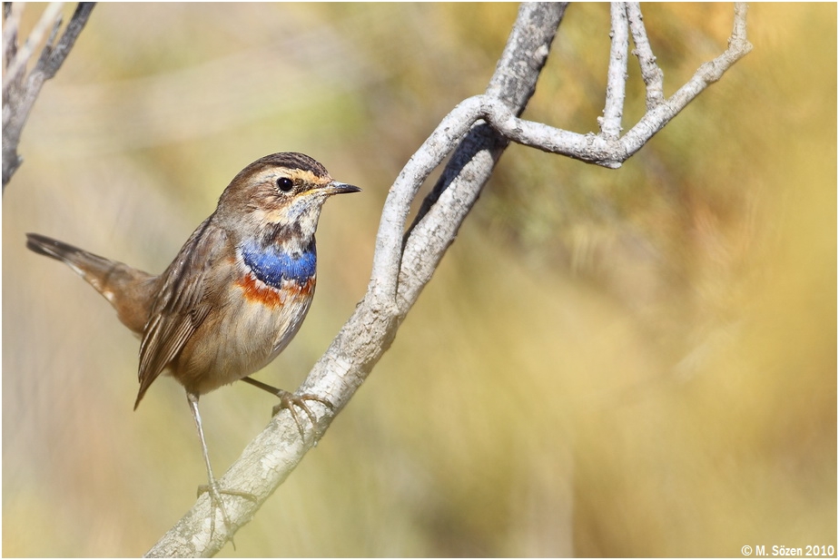 Bluethroat