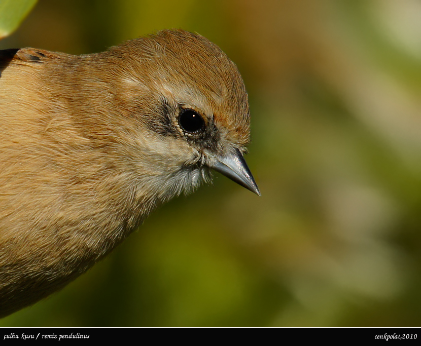 Eurasian Penduline Tit