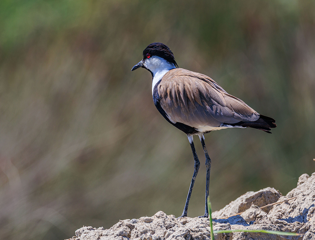 Spur-winged Lapwing