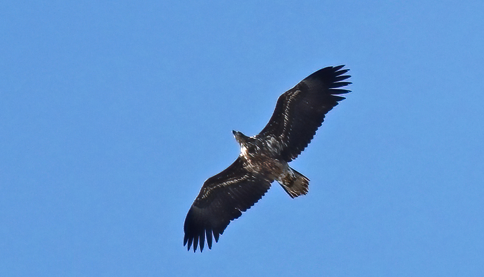 White-tailed Eagle