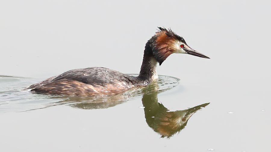 Great Crested Grebe