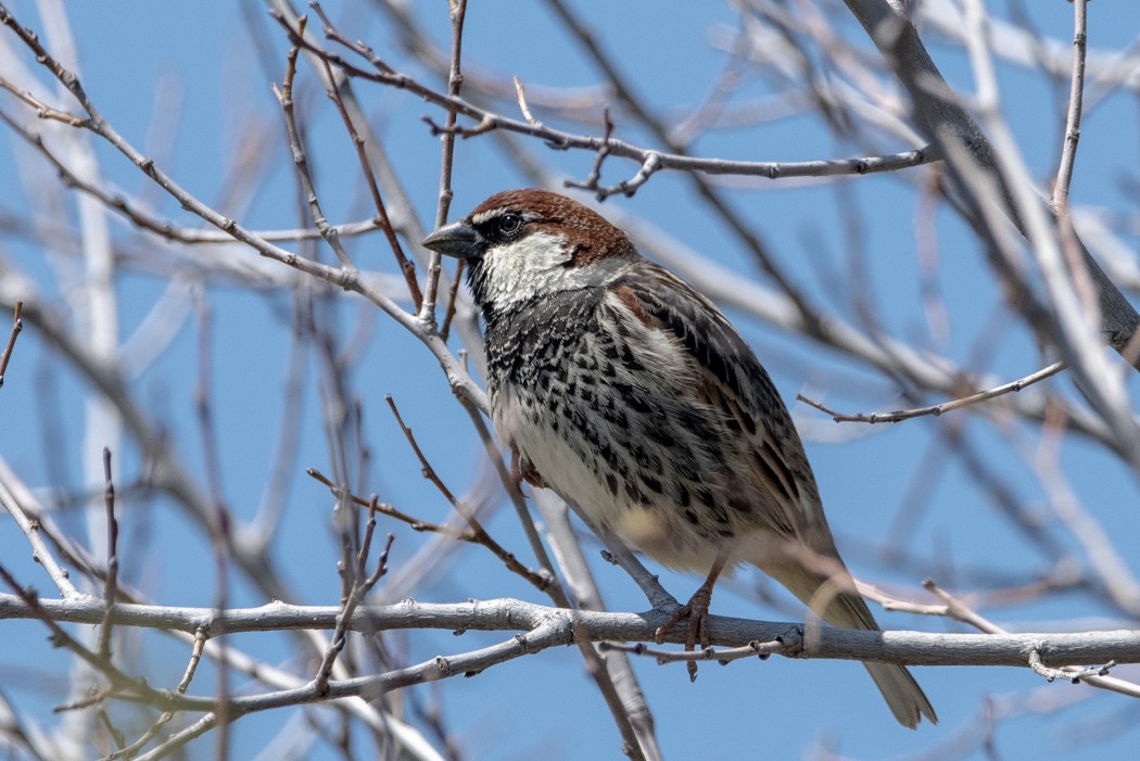 Söğüt Serçesi