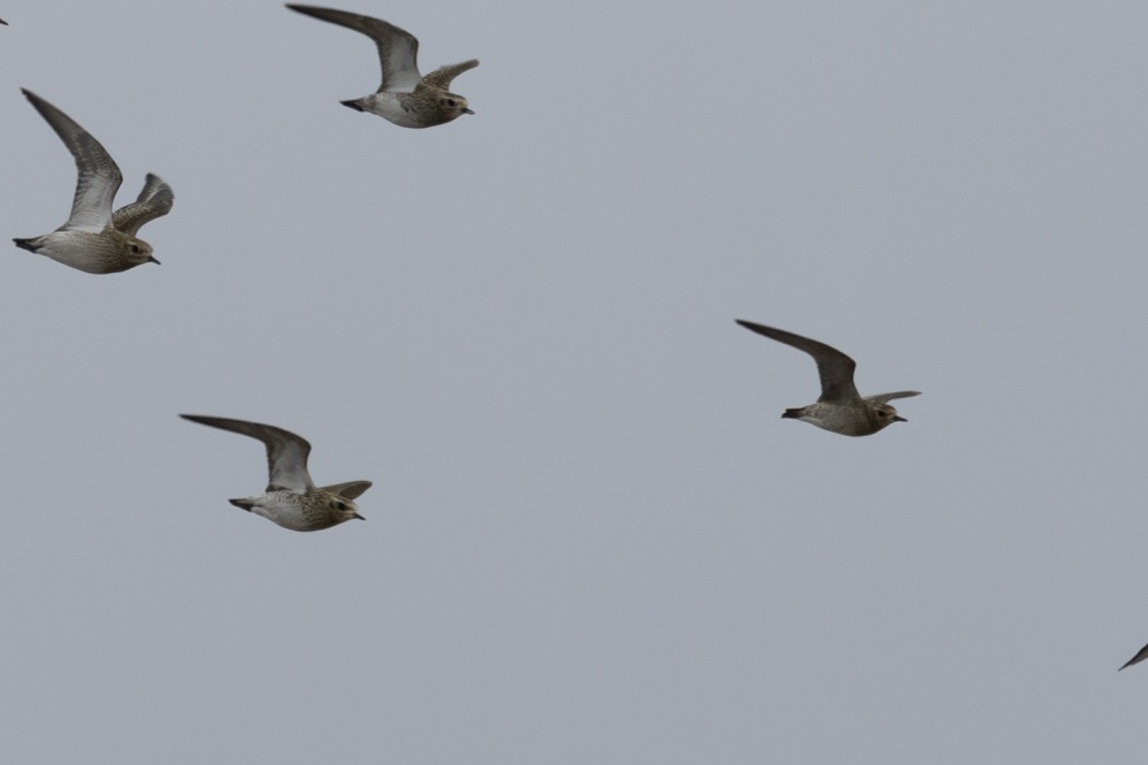 European Golden Plover