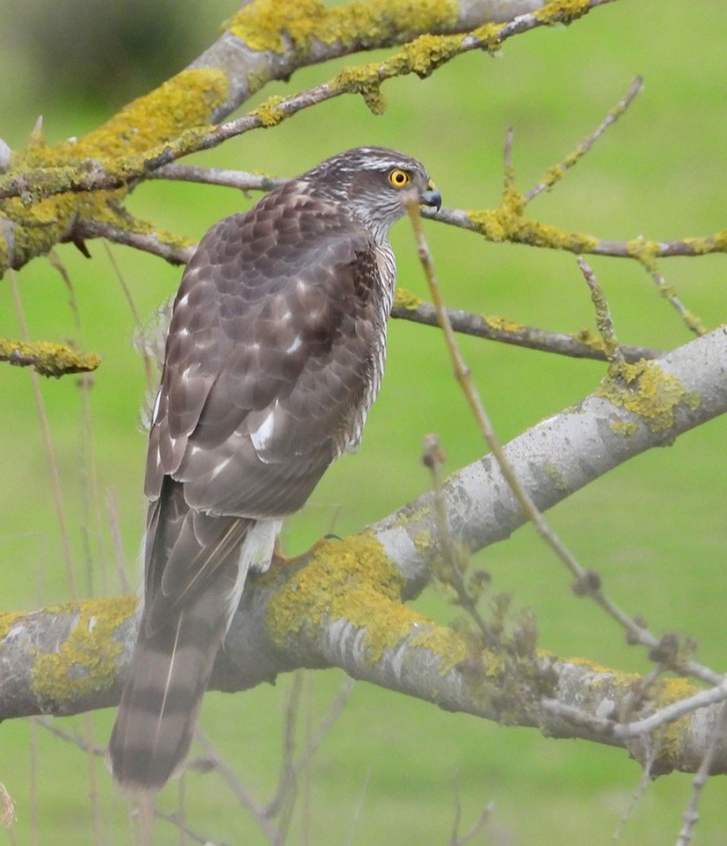 Atmaca