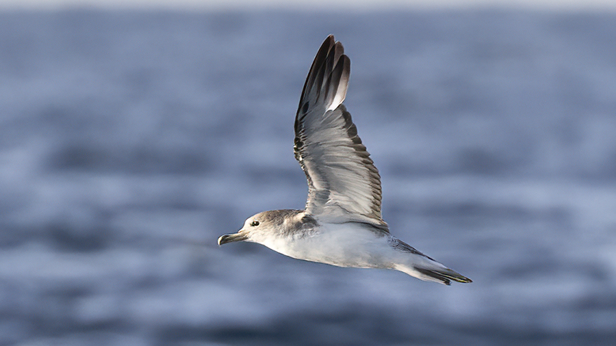 Scopoli`s Shearwater