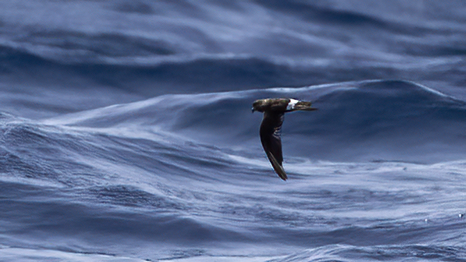 European Storm Petrel