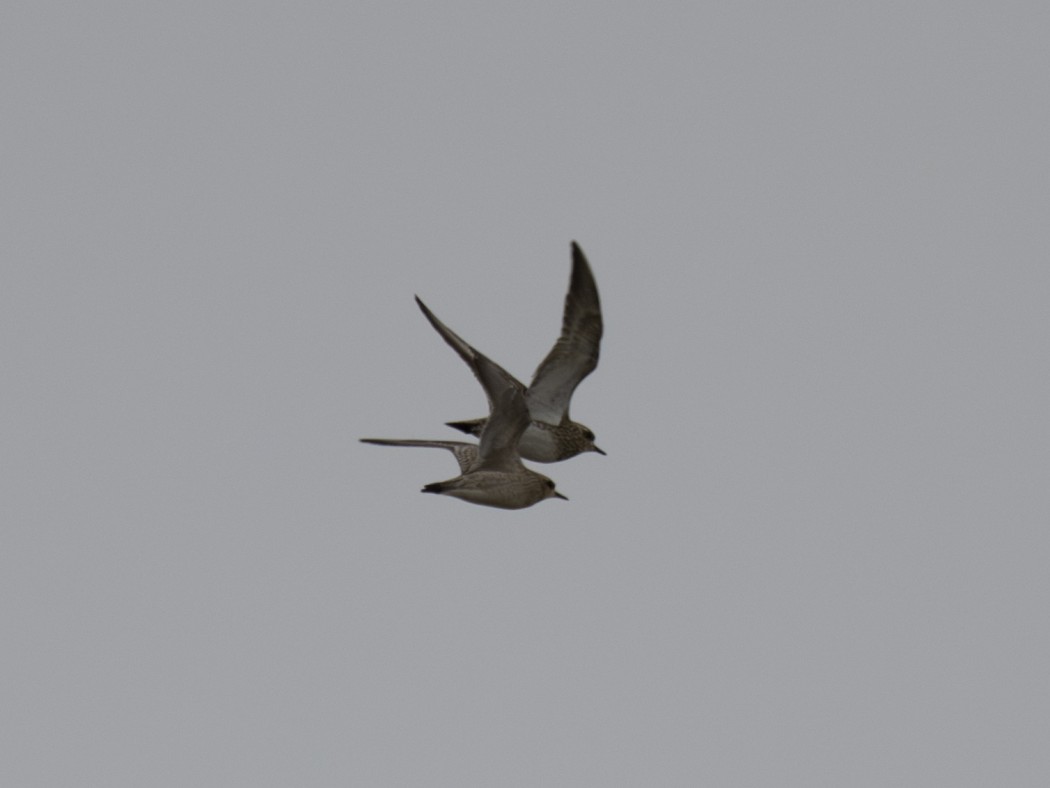 Pacific Golden Plover