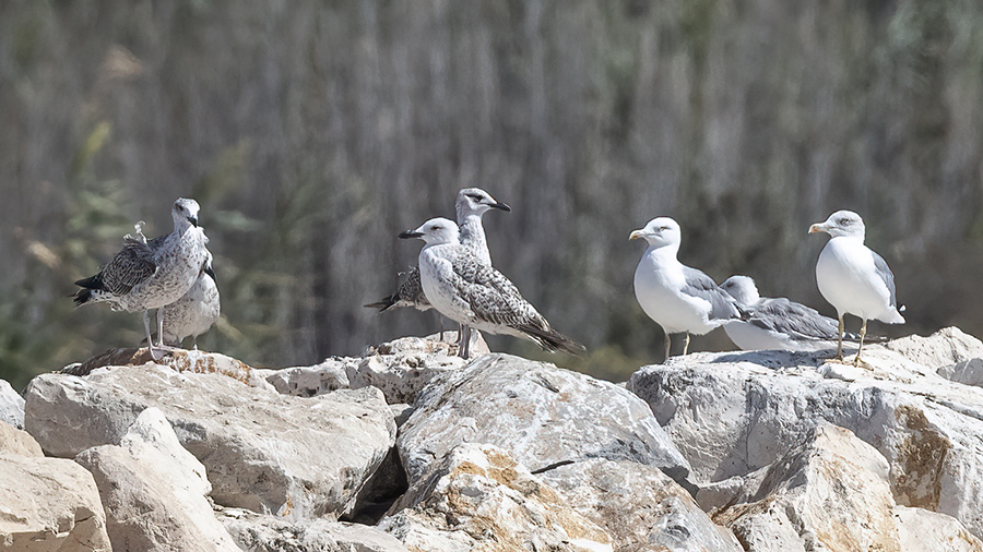 Caspian Gull