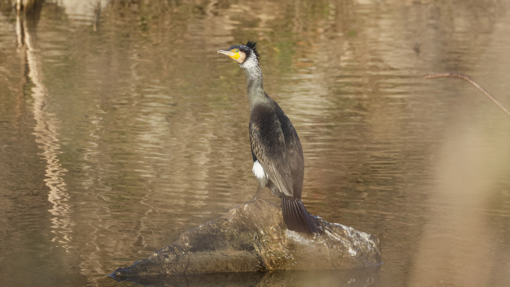 Karabatak