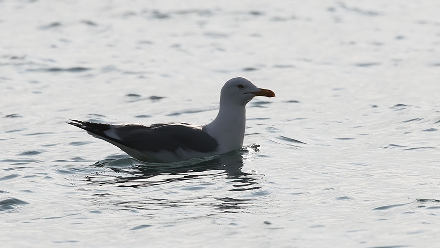 Lesser Black-backed Gull