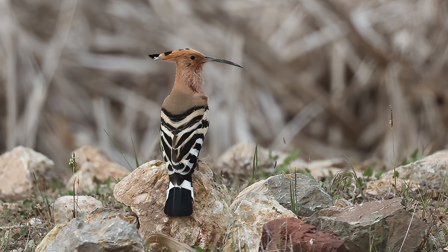 Common Hoopoe