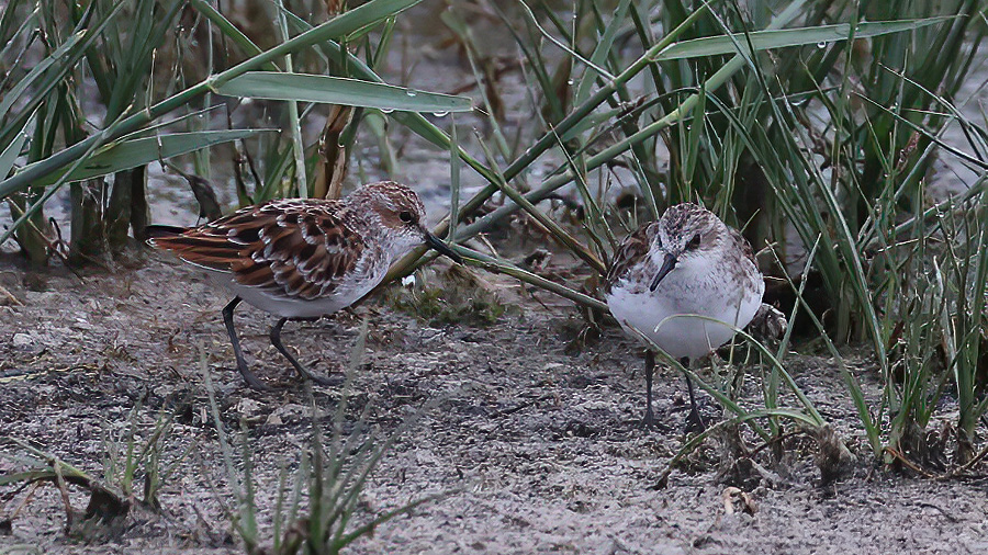 Little Stint