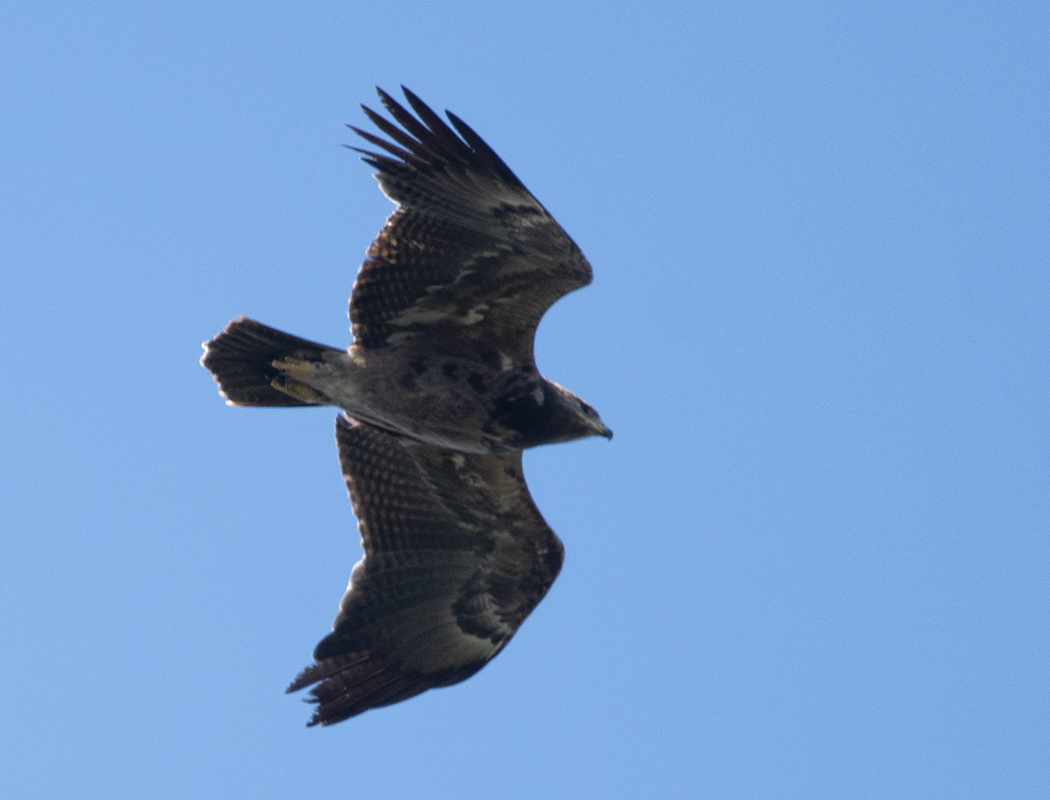 Lesser Spotted Eagle