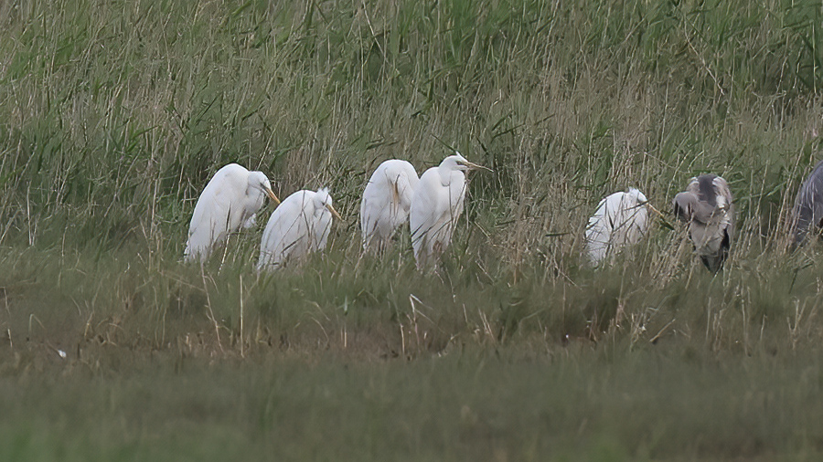 Great Egret